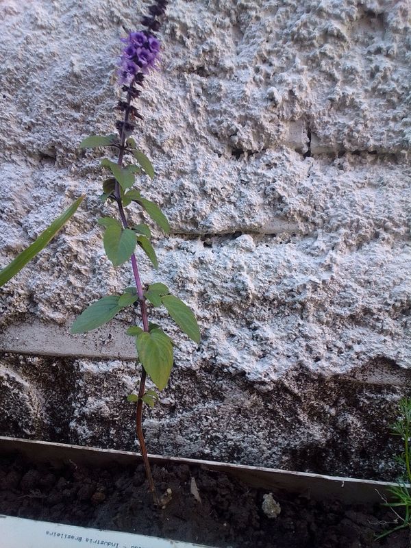 Identificação da planta Manjericão roxo por foto