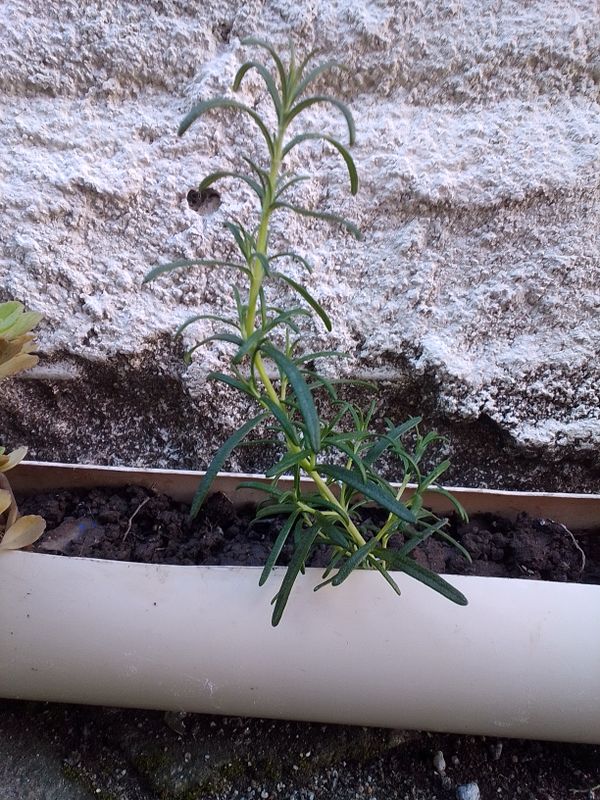 Identificação da planta Alecrim por foto