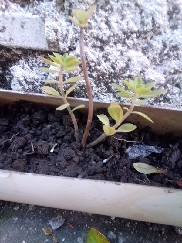 Identificação da planta Coração-roxo por foto