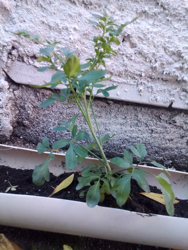 Identificação da planta Arruda por foto