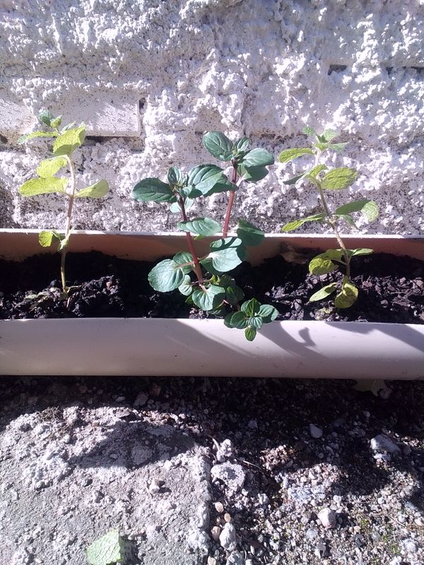 Identificação da planta Hortelã pimenta por foto