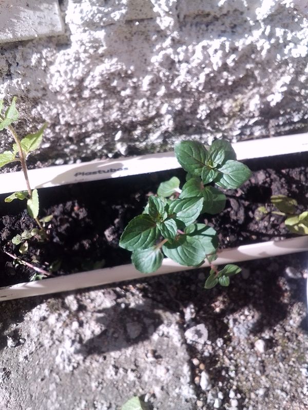 Identificação da planta Hortelã pimenta por foto