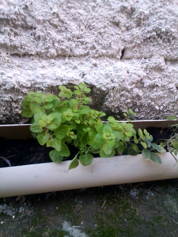 Identificação da planta Manjerona por foto