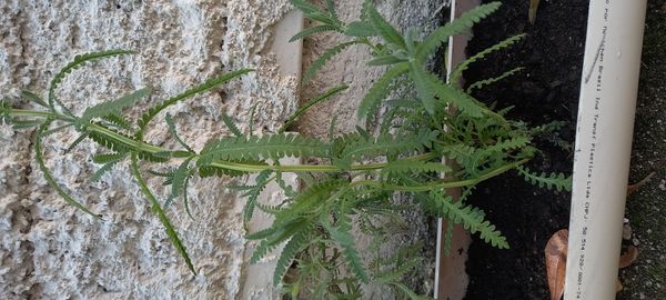Identificação da planta Lavanda por foto
