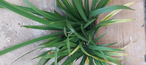 Identificação da planta Marianinha por foto