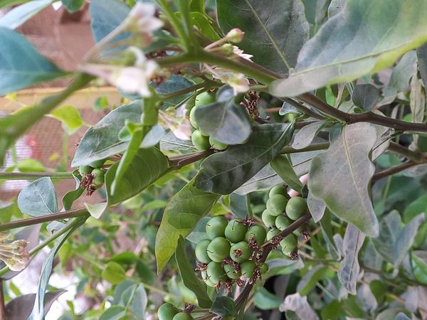 Identificação da planta Joá-de-capote por foto