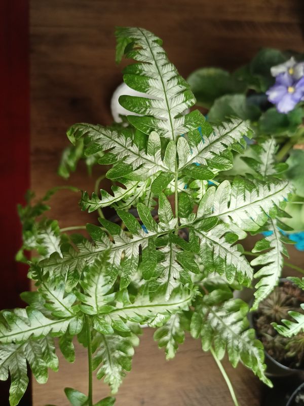 Identificação da planta Samambaia-de-metro por foto