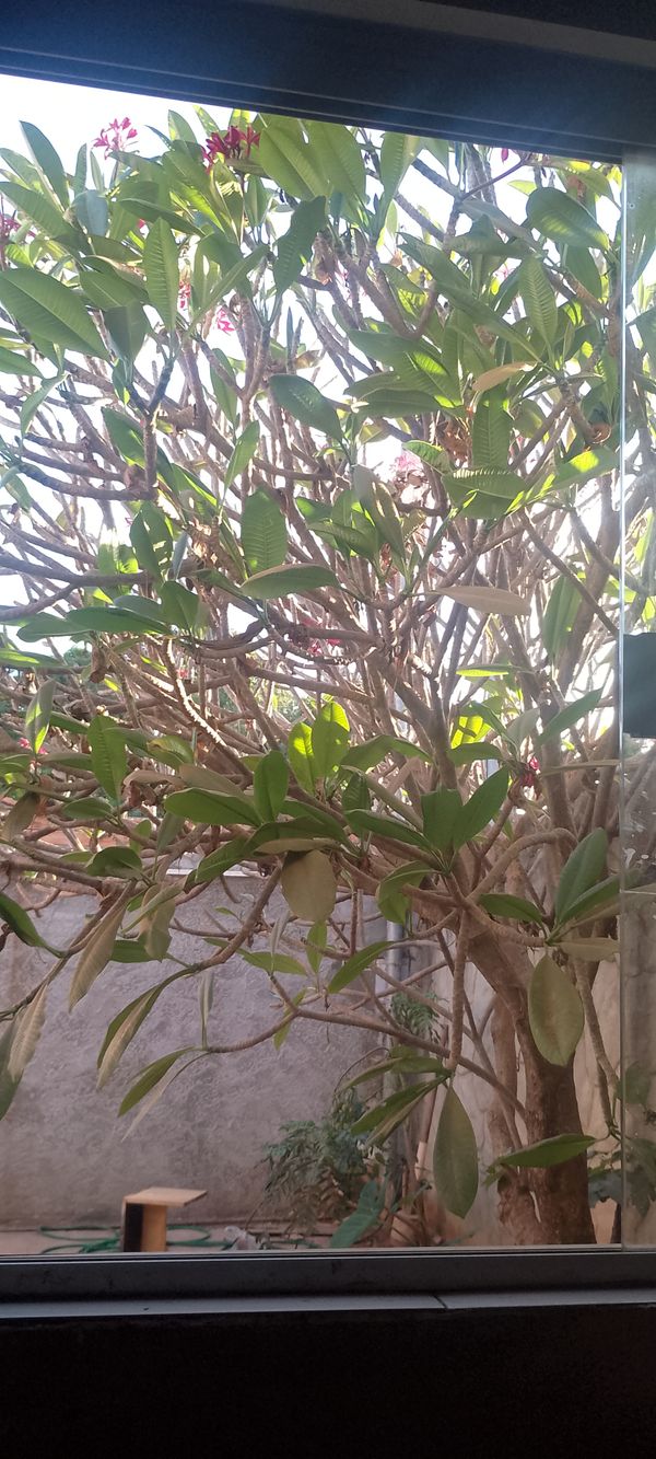 Identificação da planta Jasmim-manga por foto