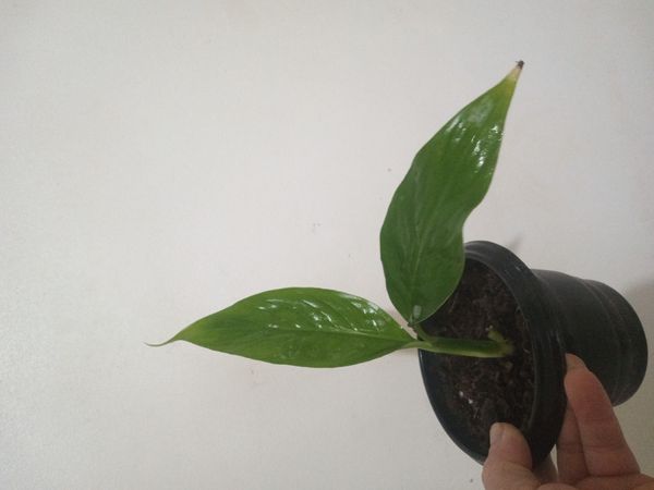 Identificação da planta Como cuida do lirio por foto