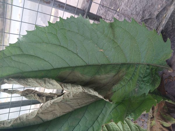 Identificação da planta Clerodendro por foto