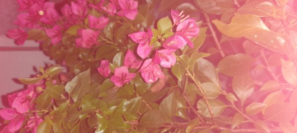 Identificação da planta Primavera por foto