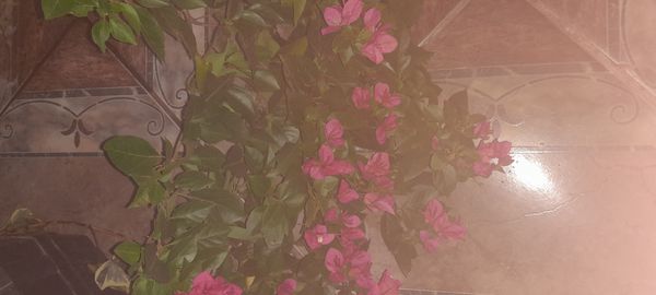 Identificação da planta Primavera por foto
