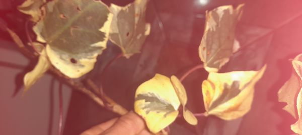 Identificação da planta Hera-argelina por foto
