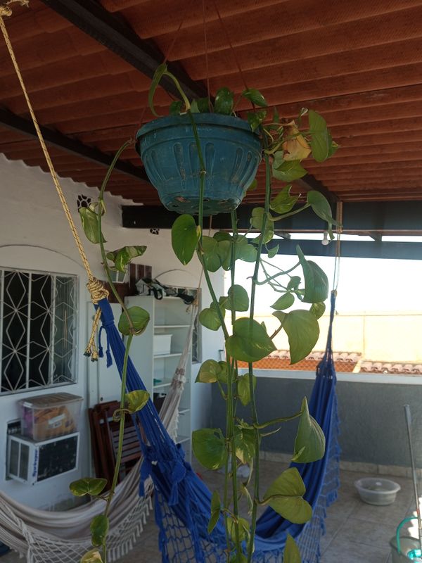 Identificação da planta Jiboia por foto