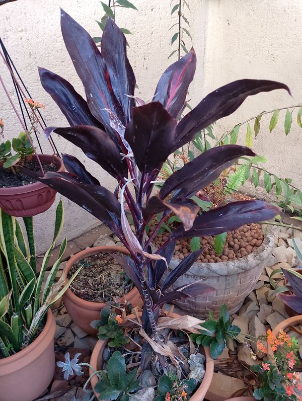 Identificação da planta Dracena por foto
