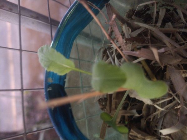 Identificação da planta Nabo-bravo por foto