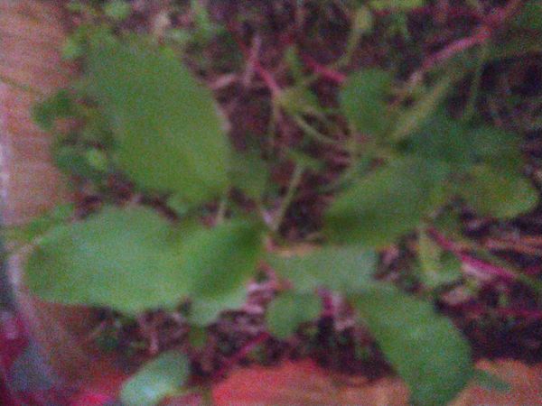 Identificação da planta Não-me-toque por foto