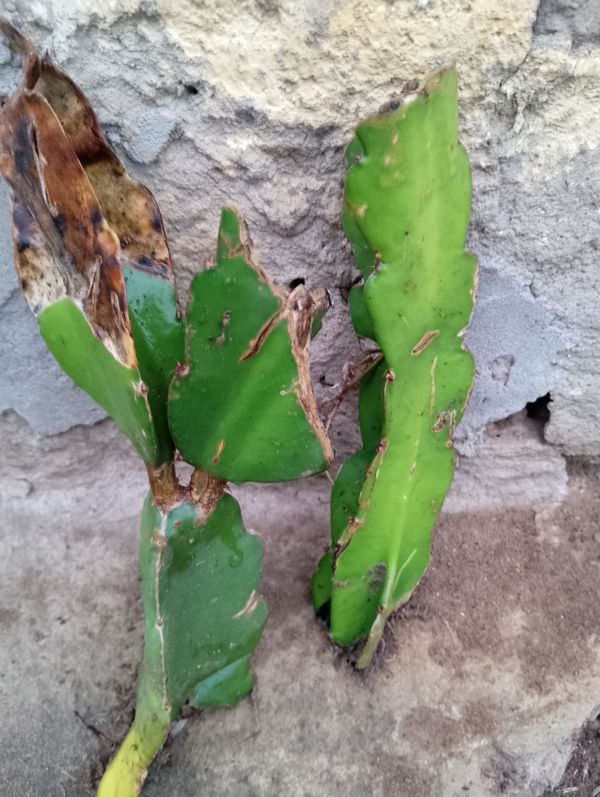 Identificação da planta Pitaia por foto