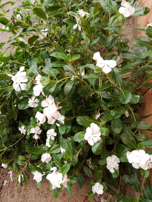 Identificação da planta Vinca por foto