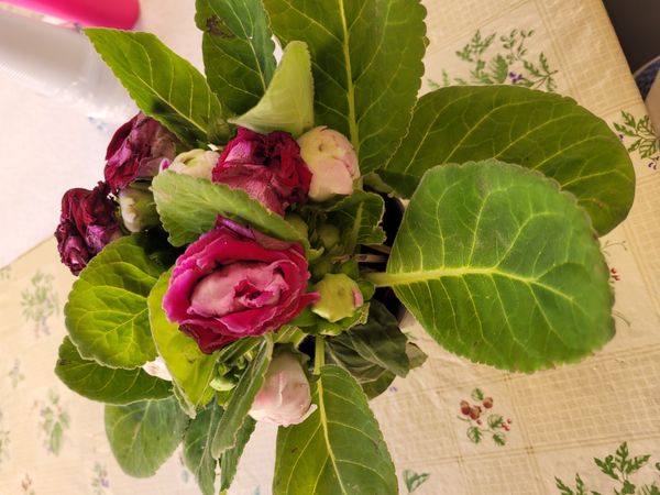 Identificação da planta Gloxínia por foto