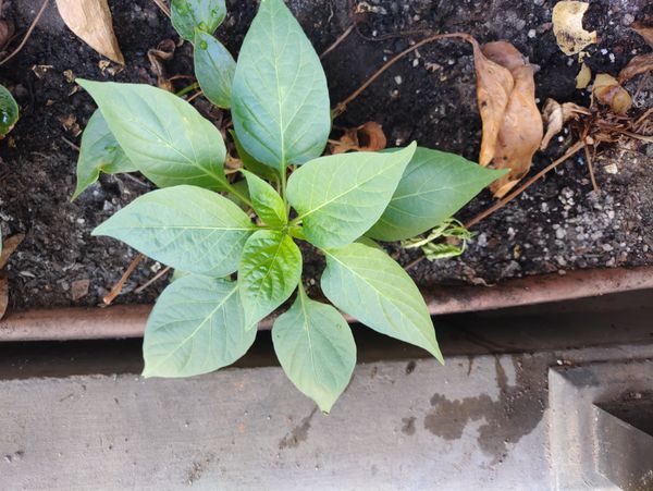 Identificação da planta Pimenta-de-cheiro por foto