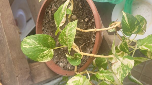 Identificação da planta Jiboia por foto