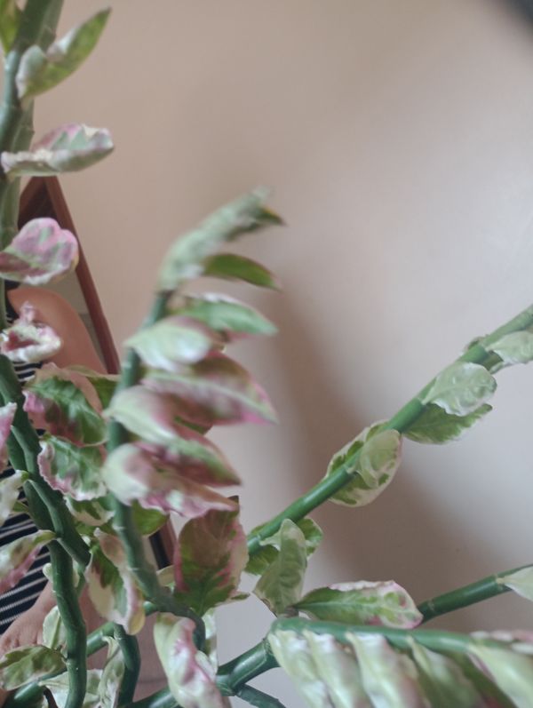 Identificação da planta Dois Amores por foto