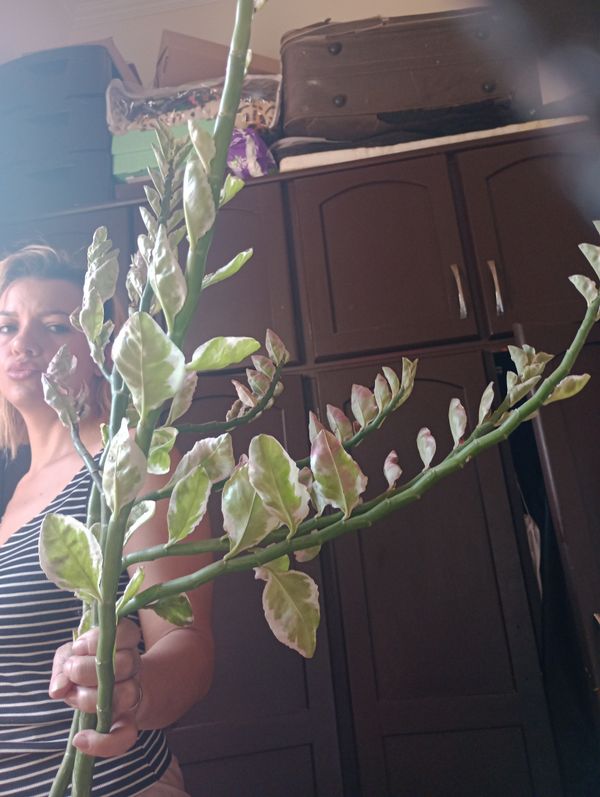 Identificação da planta Dois Amores por foto