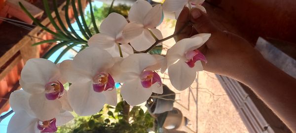 Identificação da planta Orquídea-borboleta por foto