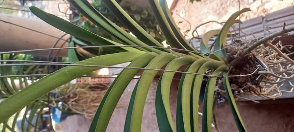 Identificação da planta Orquídea azul por foto