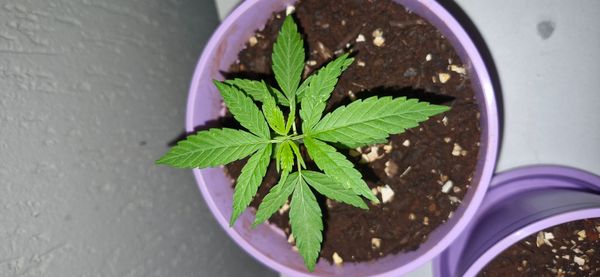 Identificação da planta Maconha por foto