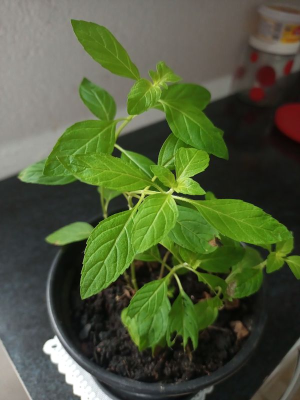 Identificação da planta Manjericão por foto