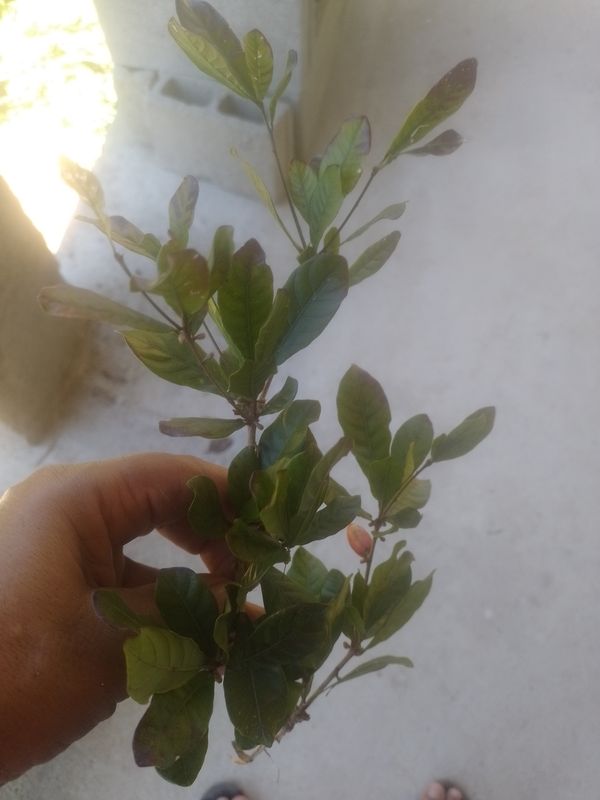 Identificação da planta Miraculina por foto