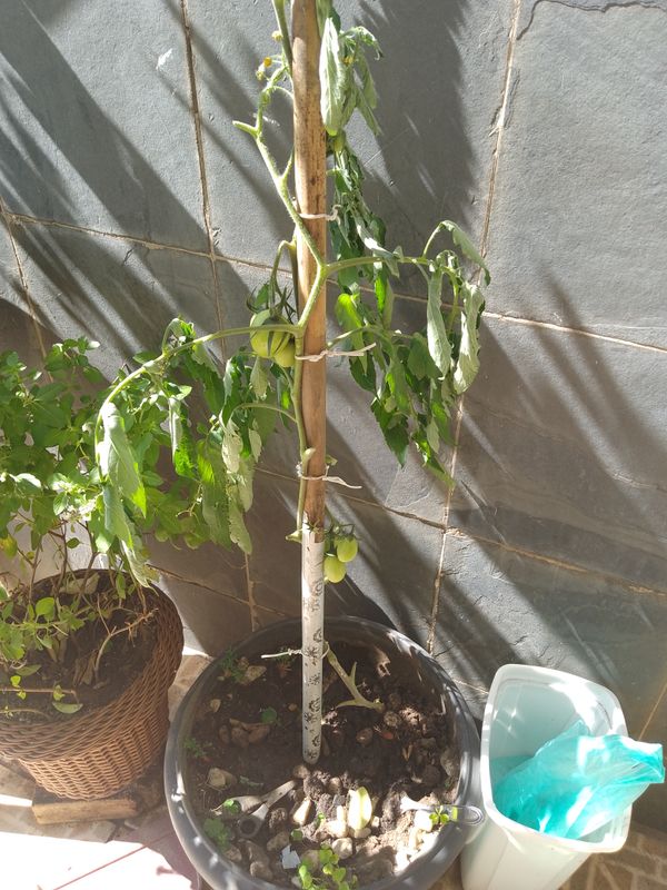 Identificação da planta Tomate por foto