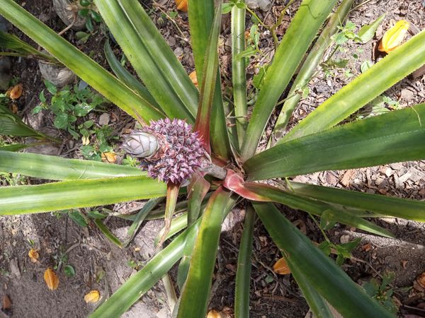 Identificação da planta Abacaxi por foto