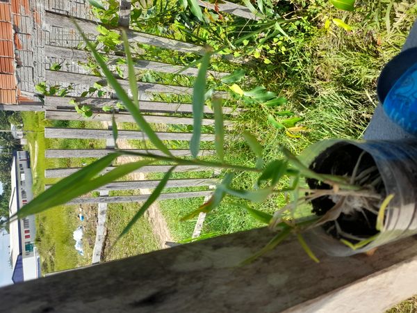 Identificação da planta Samambaia-do-brejo por foto
