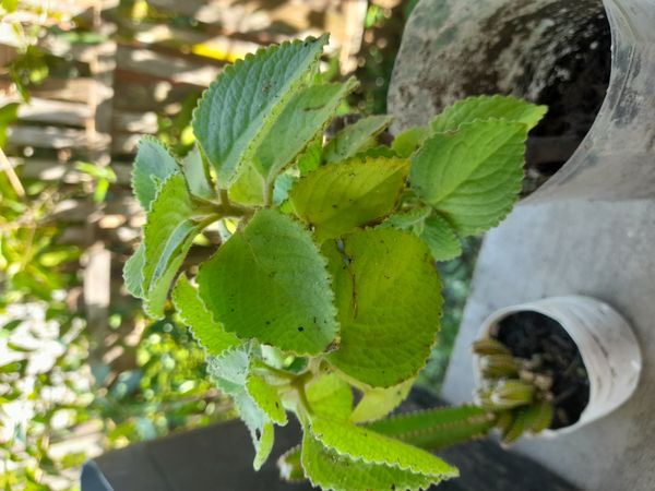 Identificação da planta Hortelã pimenta por foto