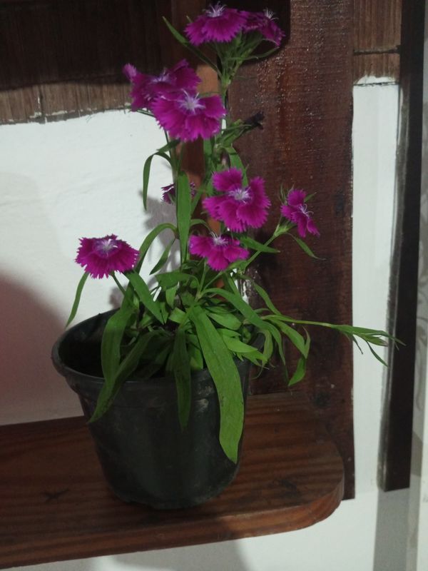 Identificação da planta Cravina por foto