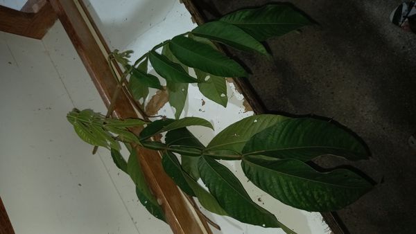 Identificação da planta Ingá-de-metro por foto