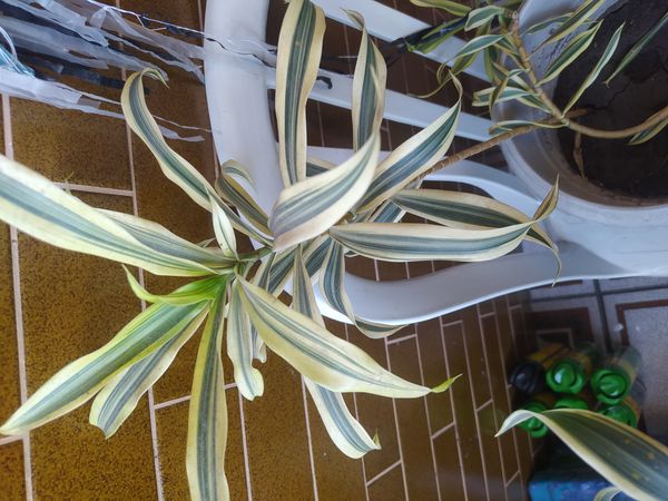 Identificação da planta Bambu da Sorte por foto