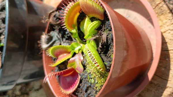 Identificação da planta Vênus-papa-moscas por foto