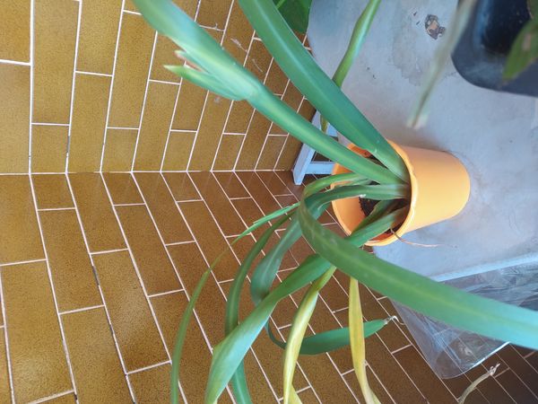 Identificação da planta Lírio Borboleta por foto