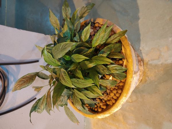 Identificação da planta Como cuida do lirio por foto