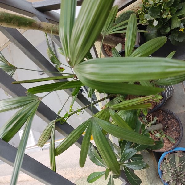 Identificação da planta Palmeira-ráfis por foto