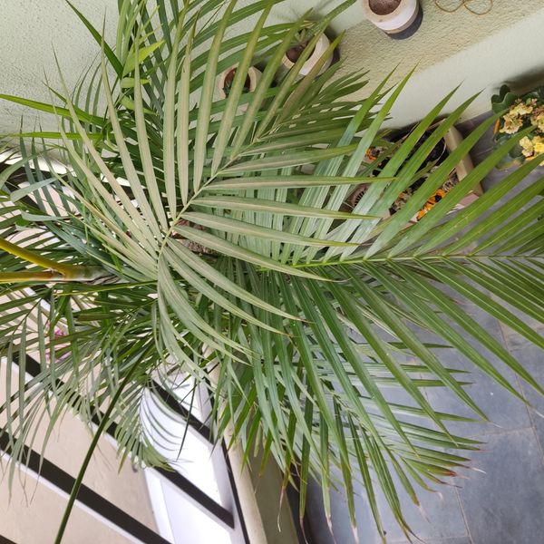 Identificação da planta Areca-bambu por foto