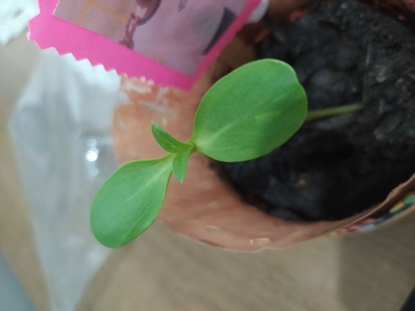 Identificação da planta Pepino por foto