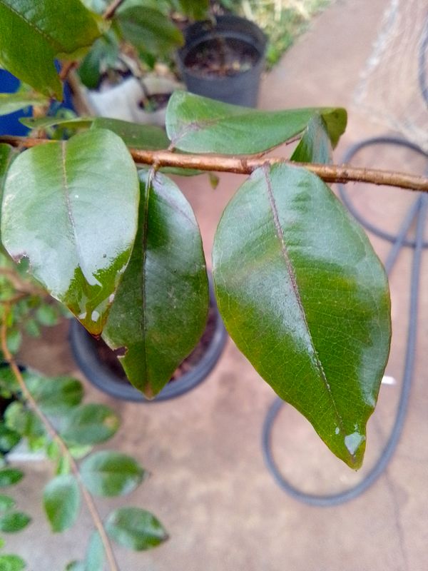 Identificação da planta Jabuticaba-paulista por foto