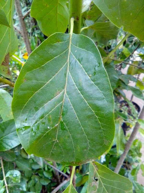 Identificação da planta Monguba por foto