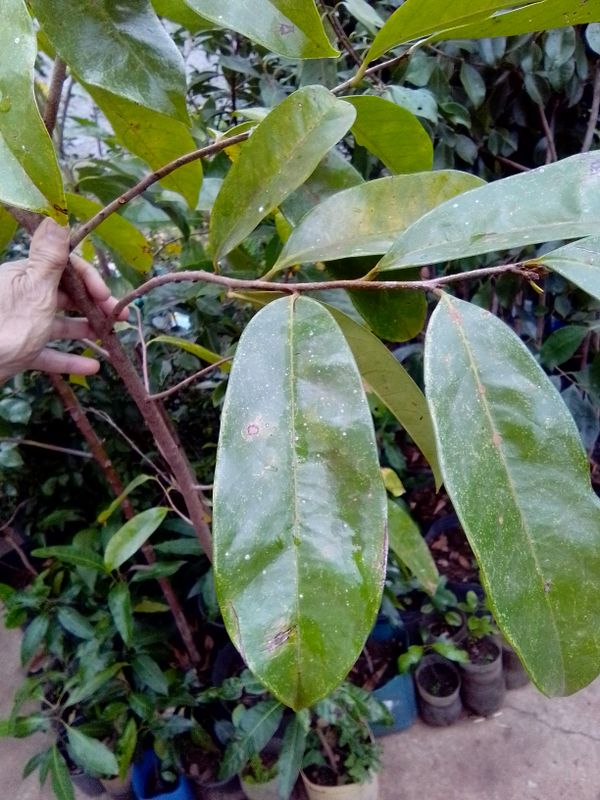 Identificação da planta Graviola por foto