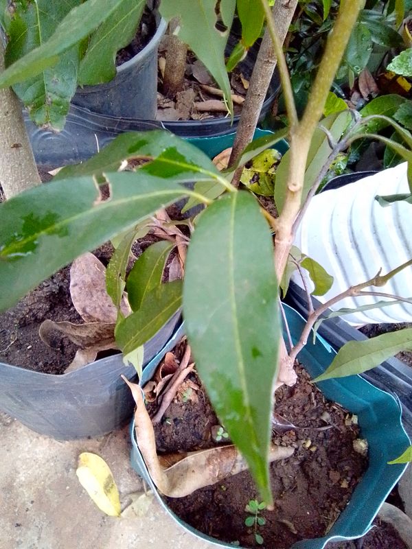 Identificação da planta Lichia por foto